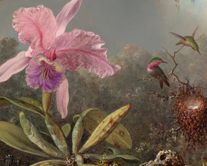 Martin Johnson Heade "Cattleya Orchid and Three Hummingbirds" (c.1871)