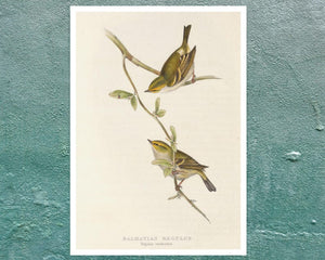 John Gould "Goldcrest: Dalmatian Regulus" (c.1873)