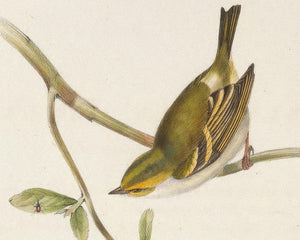 John Gould "Goldcrest: Dalmatian Regulus" (c.1873)