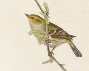 John Gould "Goldcrest: Dalmatian Regulus" (c.1873)