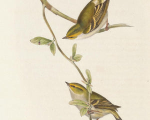 John Gould "Goldcrest: Dalmatian Regulus" (c.1873)