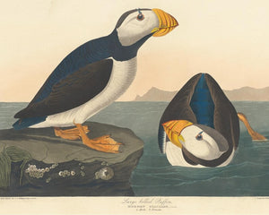 John James Audubon "Large Billed Puffin" (c.1827-1828) Birds of America