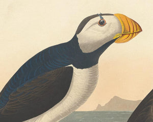 John James Audubon "Large Billed Puffin" (c.1827-1828) Birds of America