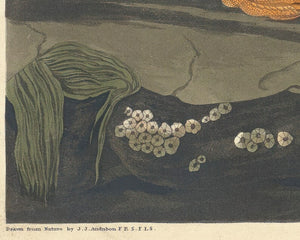 John James Audubon "Large Billed Puffin" (c.1827-1828) Birds of America