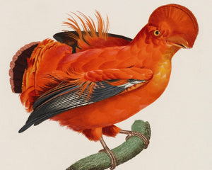 Jacques Barraband "Le Coq de Roche Mâle" (c.1806) - Mabon Gallery