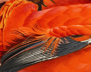 Jacques Barraband "Le Coq de Roche Mâle" (c.1806) - Mabon Gallery