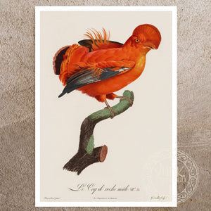Jacques Barraband "Le Coq de Roche Mâle" (c.1806) - Mabon Gallery