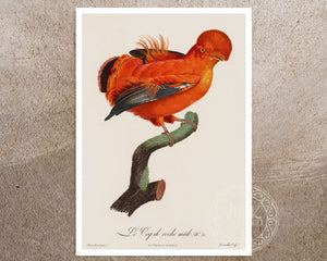 Jacques Barraband "Le Coq de Roche Mâle" (c.1806) - Mabon Gallery