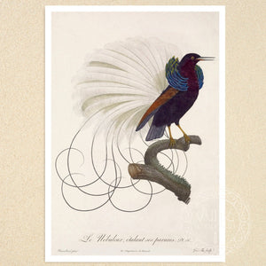 Jacques Barraband "Le Nébuleux, Étalant Ses Parures" (c.1806) - Mabon Gallery