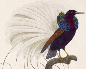 Jacques Barraband "Le Nébuleux, Étalant Ses Parures" (c.1806) - Mabon Gallery