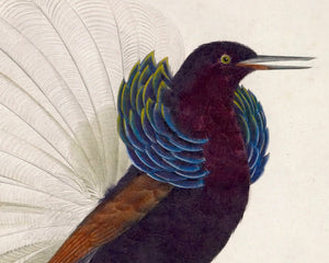 Jacques Barraband "Le Nébuleux, Étalant Ses Parures" (c.1806) - Mabon Gallery