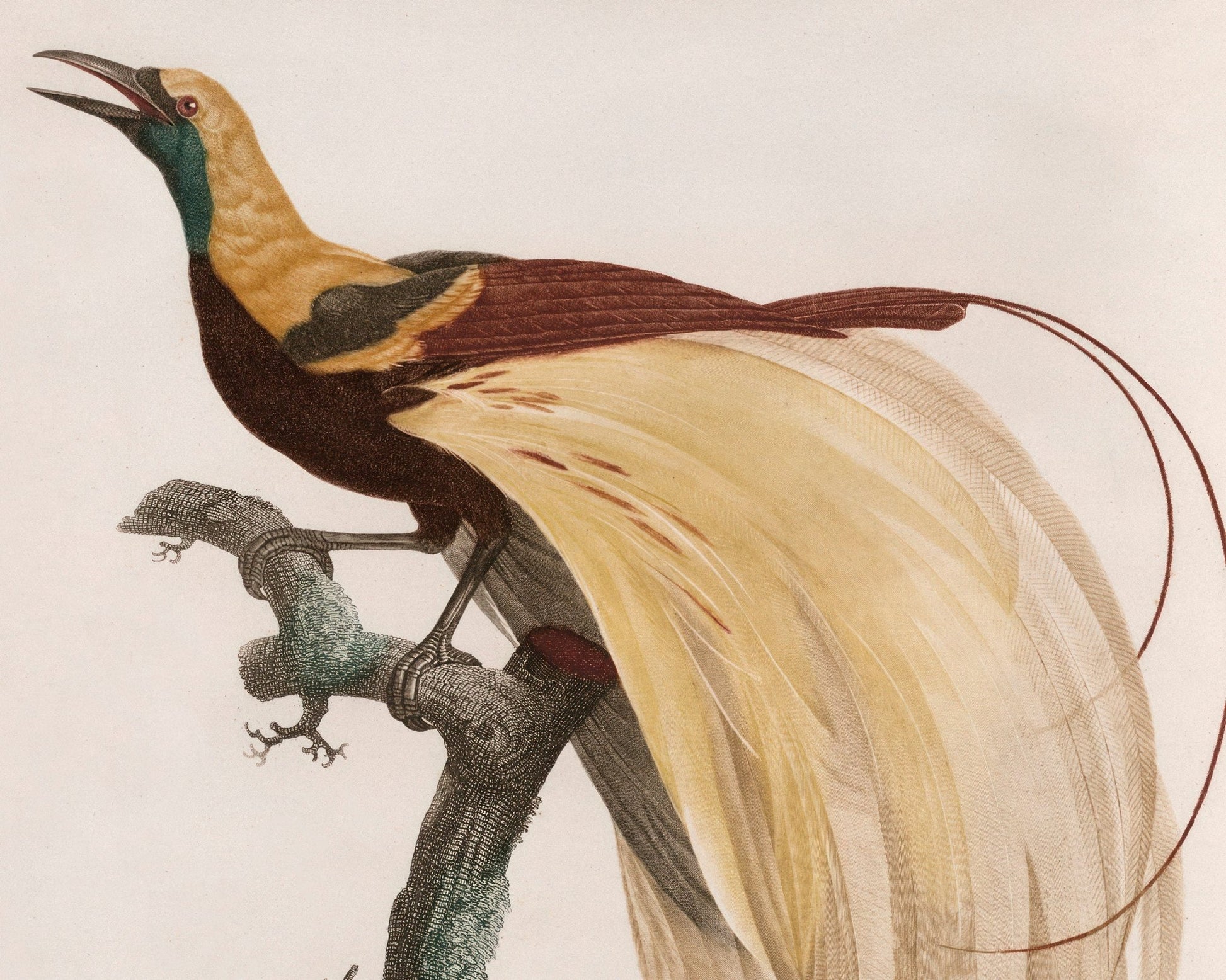 Jacques Barraband "Le Petit Oiseau de Paradis Emeraude, Mâle" (c.1806) - Mabon Gallery
