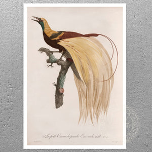 Jacques Barraband "Le Petit Oiseau de Paradis Emeraude, Mâle" (c.1806) - Mabon Gallery