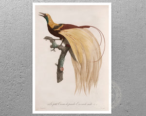 Jacques Barraband "Le Petit Oiseau de Paradis Emeraude, Mâle" (c.1806) - Mabon Gallery