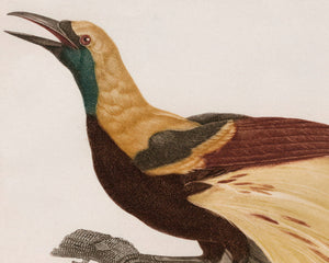 Jacques Barraband "Le Petit Oiseau de Paradis Emeraude, Mâle" (c.1806) - Mabon Gallery