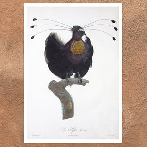 Jacques Barraband "Le Sifilet - No.12" by (c.1806) - Mabon Gallery