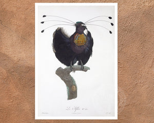 Jacques Barraband "Le Sifilet - No.12" by (c.1806) - Mabon Gallery