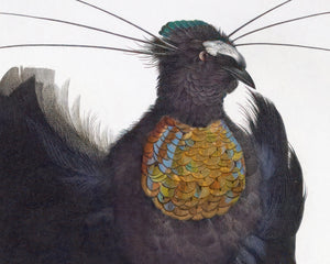 Jacques Barraband "Le Sifilet - No.12" by (c.1806) - Mabon Gallery