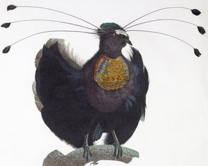 Jacques Barraband "Le Sifilet - No.12" by (c.1806) - Mabon Gallery