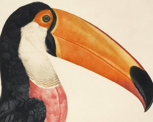 Jacques Barraband "Le Tocan No.2 / "Toucan No.2" (c.1801) - Mabon Gallery