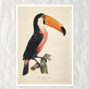 Jacques Barraband "Le Tocan No.2 / "Toucan No.2" (c.1801) - Mabon Gallery