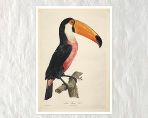 Jacques Barraband "Le Tocan No.2 / "Toucan No.2" (c.1801) - Mabon Gallery