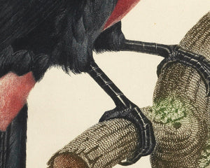 Jacques Barraband "Le Tocan No.2 / "Toucan No.2" (c.1801) - Mabon Gallery