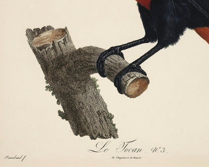 Jacques Barraband "Le Tocan No.3" / "Toucan No.3" (c.1801) - Mabon Gallery