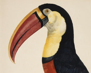Jacques Barraband "Le Tocan No.3" / "Toucan No.3" (c.1801) - Mabon Gallery