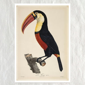 Jacques Barraband "Le Tocan No.3" / "Toucan No.3" (c.1801) - Mabon Gallery