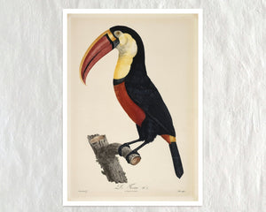 Jacques Barraband "Le Tocan No.3" / "Toucan No.3" (c.1801) - Mabon Gallery