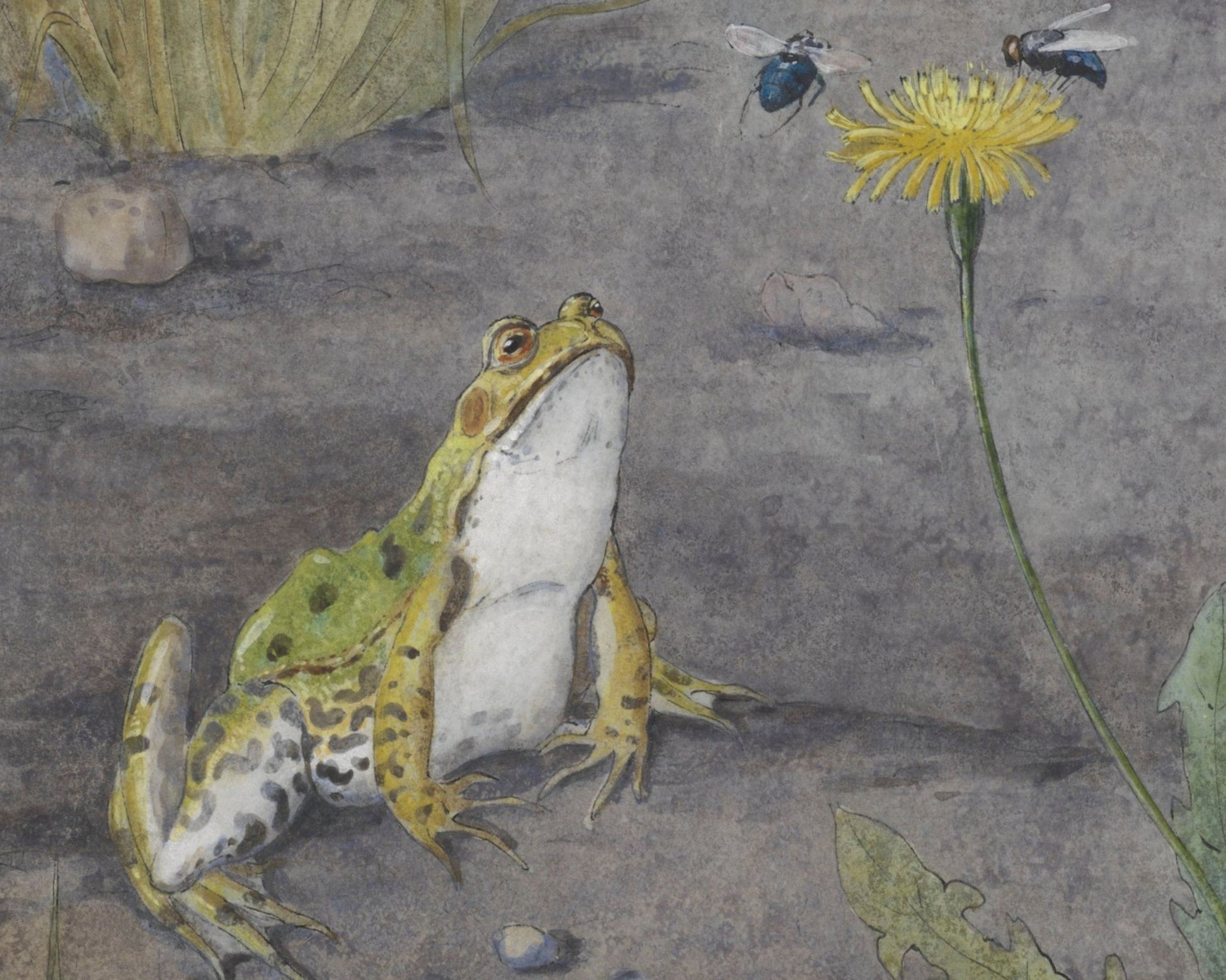 Jan van Oort "Frog with a Dandelion with Flies" (c.1877 - c.1938) - Mabon Gallery