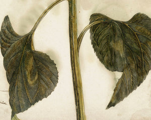 Johan Teyler "Sunflower" (c.1688 - 1698) - Mabon Gallery