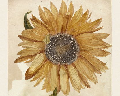 Johan Teyler "Sunflower" (c.1688 - 1698) - Mabon Gallery