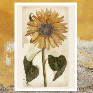 Johan Teyler "Sunflower" (c.1688 - 1698) - Mabon Gallery