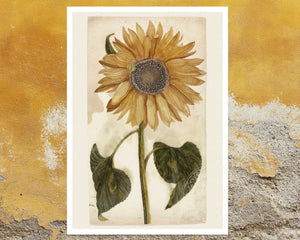 Johan Teyler "Sunflower" (c.1688 - 1698) - Mabon Gallery