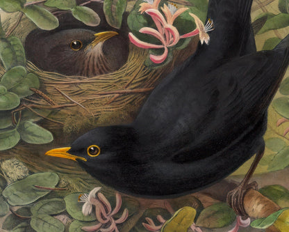 John Gould "Blackbirds: Merula Vulgaris Ray" (c.1873) - Mabon Gallery