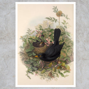 John Gould "Blackbirds: Merula Vulgaris Ray" (c.1873) - Mabon Gallery