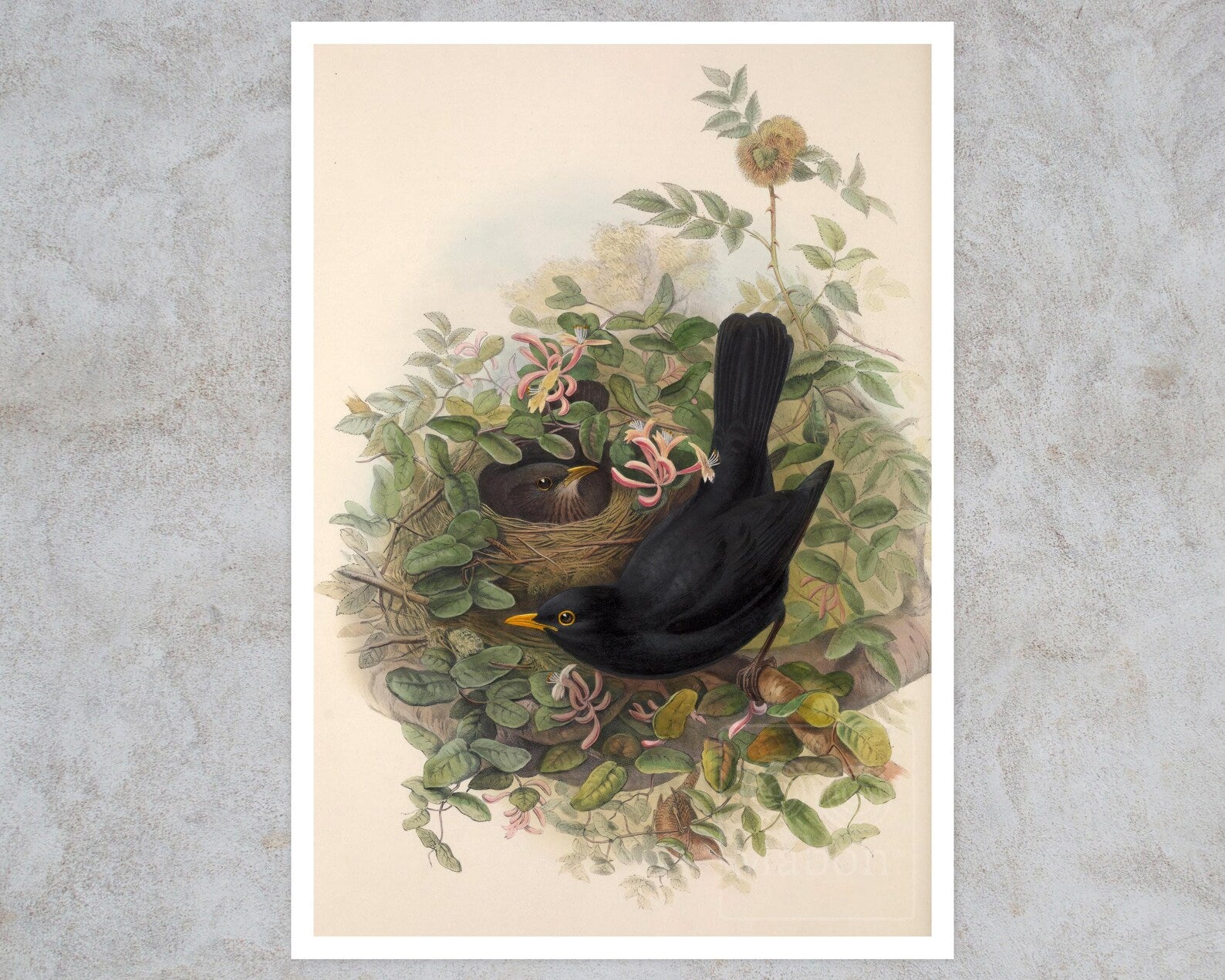 John Gould "Blackbirds: Merula Vulgaris Ray" (c.1873) - Mabon Gallery