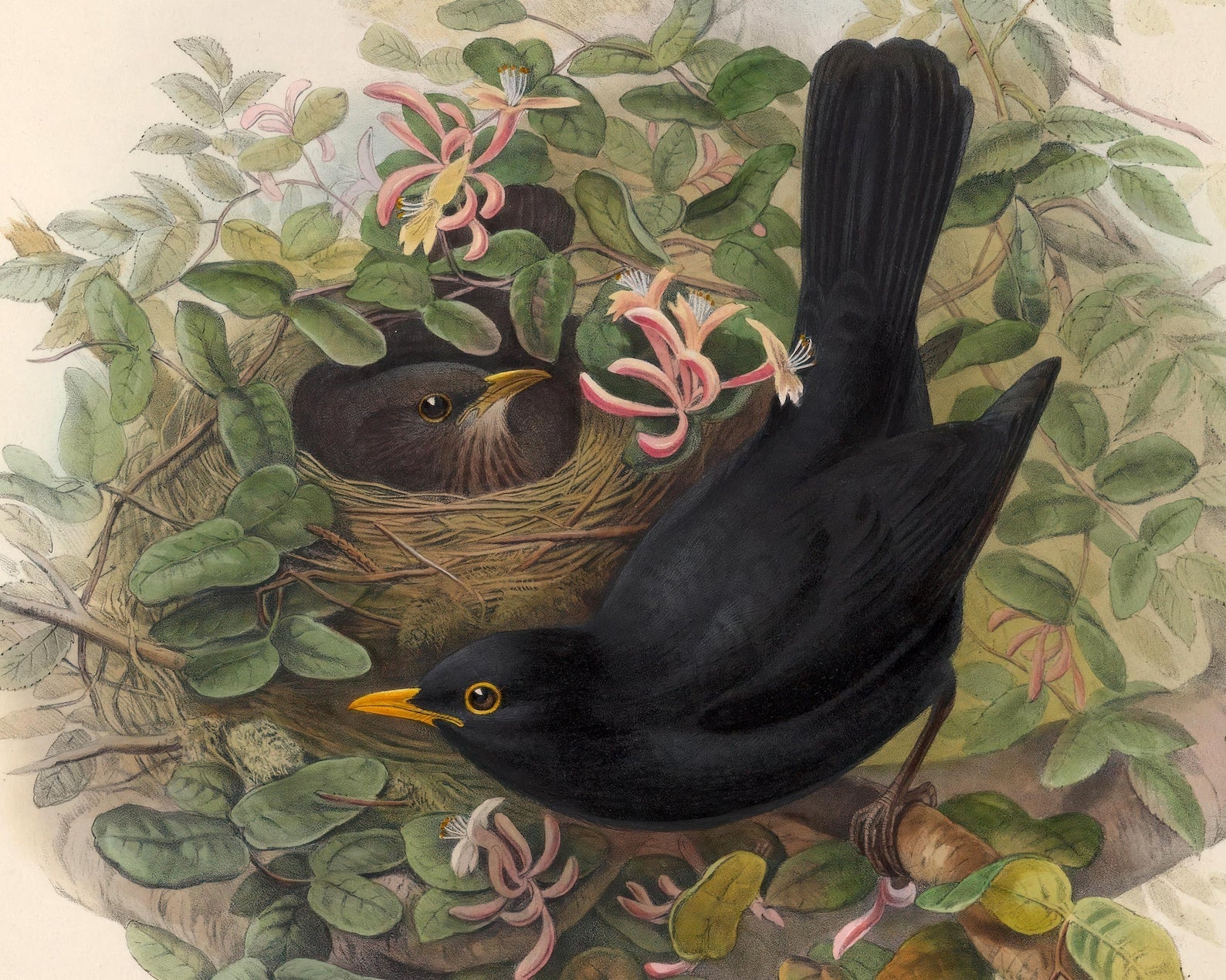 John Gould "Blackbirds: Merula Vulgaris Ray" (c.1873) - Mabon Gallery