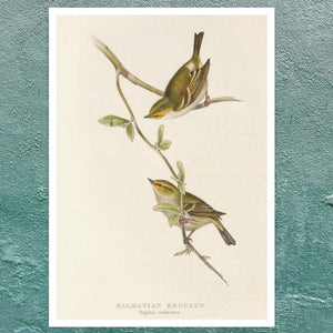 John Gould "Goldcrest: Dalmatian Regulus" (c.1873) - Mabon Gallery