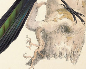 John Gould "Magpie - Pica Caudata (Ray)" (c.1873) - Mabon Gallery