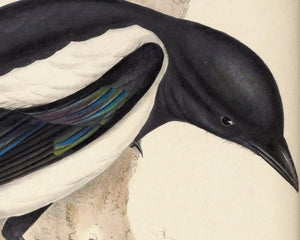 John Gould "Magpie - Pica Caudata (Ray)" (c.1873) - Mabon Gallery