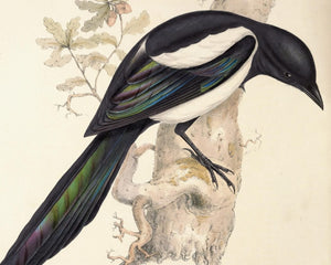 John Gould "Magpie - Pica Caudata (Ray)" (c.1873) - Mabon Gallery