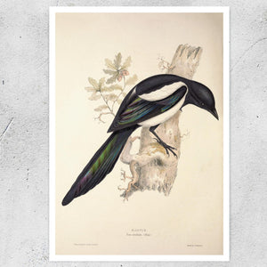 John Gould "Magpie - Pica Caudata (Ray)" (c.1873) - Mabon Gallery