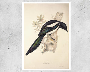 John Gould "Magpie - Pica Caudata (Ray)" (c.1873) - Mabon Gallery