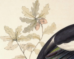 John Gould "Magpie - Pica Caudata (Ray)" (c.1873) - Mabon Gallery