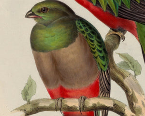 John Gould "Trogon Pavoninus (Peacock Trogon)" (c.1858) - Mabon Gallery