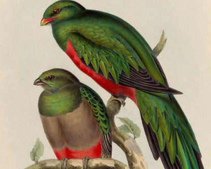 John Gould "Trogon Pavoninus (Peacock Trogon)" (c.1858) - Mabon Gallery