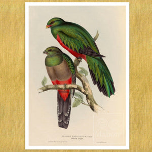 John Gould "Trogon Pavoninus (Peacock Trogon)" (c.1858) - Mabon Gallery